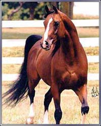 King Arabian.jpg